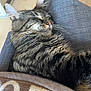 cat, tabby, sleeping, fur, whiskers, cushion, blanket, cozy, indoor, pet, relaxation, closeup, animal, mammal, feline, resting, cute, soft, comfort, domestic