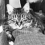 cat, tabby, close_up, black_and_white, animal, pet, feline, relaxed, lying_down, whiskers, ears, fur, texture, indoor, portrait, resting, cozy, sleepy, cute, paw