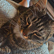 Tayna participe au concours pour gagner de l'argent avec cette photo : cat, tabby, pet, close_up, whiskers, fur, indoor, blanket, texture, relaxed, animal, mammal, cozy, resting, home, furniture, legs, soft, comfort, domestic