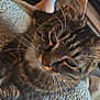 cat, tabby, pet, close_up, whiskers, fur, indoor, blanket, texture, relaxed, animal, mammal, cozy, resting, home, furniture, legs, soft, comfort, domestic