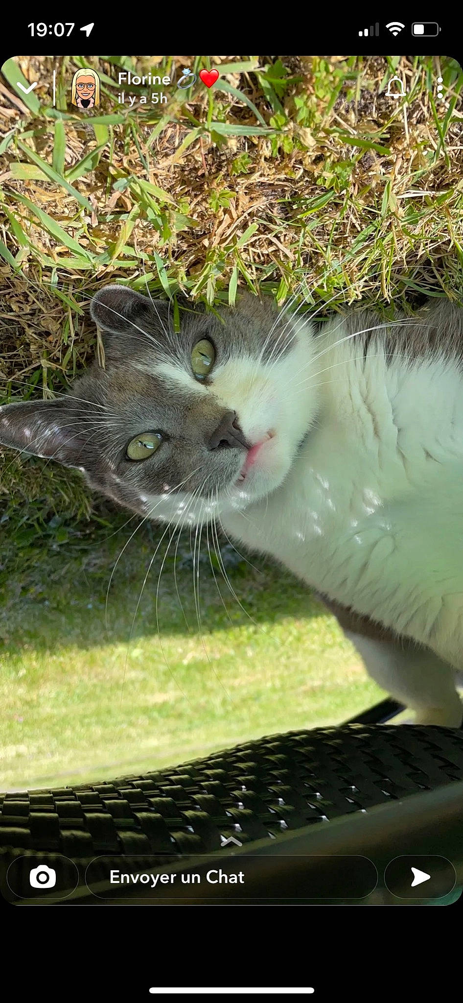 Nyno a rejoint le concours — aidez-le/la à gagner de superbes lots ! carnivore, cat, claw, domestic_short_haired_cat, fawn, felidae, fur, grass, groundcover, herb, input_device, lawn, mesh, paw, plant, small_to_medium_sized_cats, snout, tail, terrestrial_animal, whiskers