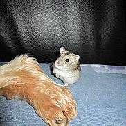 Lilie la lilipucienn participe au concours pour gagner de l'argent avec cette photo :