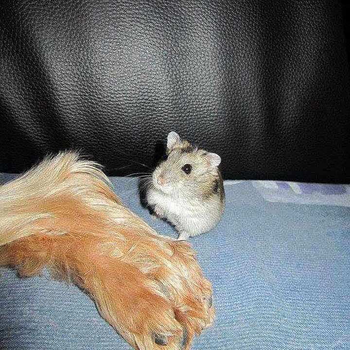 Lilie la lilipucienn