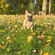 Stitch a rejoint le concours — aidez-le/la à gagner de superbes lots ! dog, french_bulldog, grass, autumn_leaves, outdoor, nature, sunlight, trees, fall, pet, animal, mammal, canine, leaf, park, daytime, field, serious, sitting, background_blur