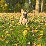 dog, french_bulldog, grass, autumn_leaves, outdoor, nature, sunlight, trees, fall, pet, animal, mammal, canine, leaf, park, daytime, field, serious, sitting, background_blur