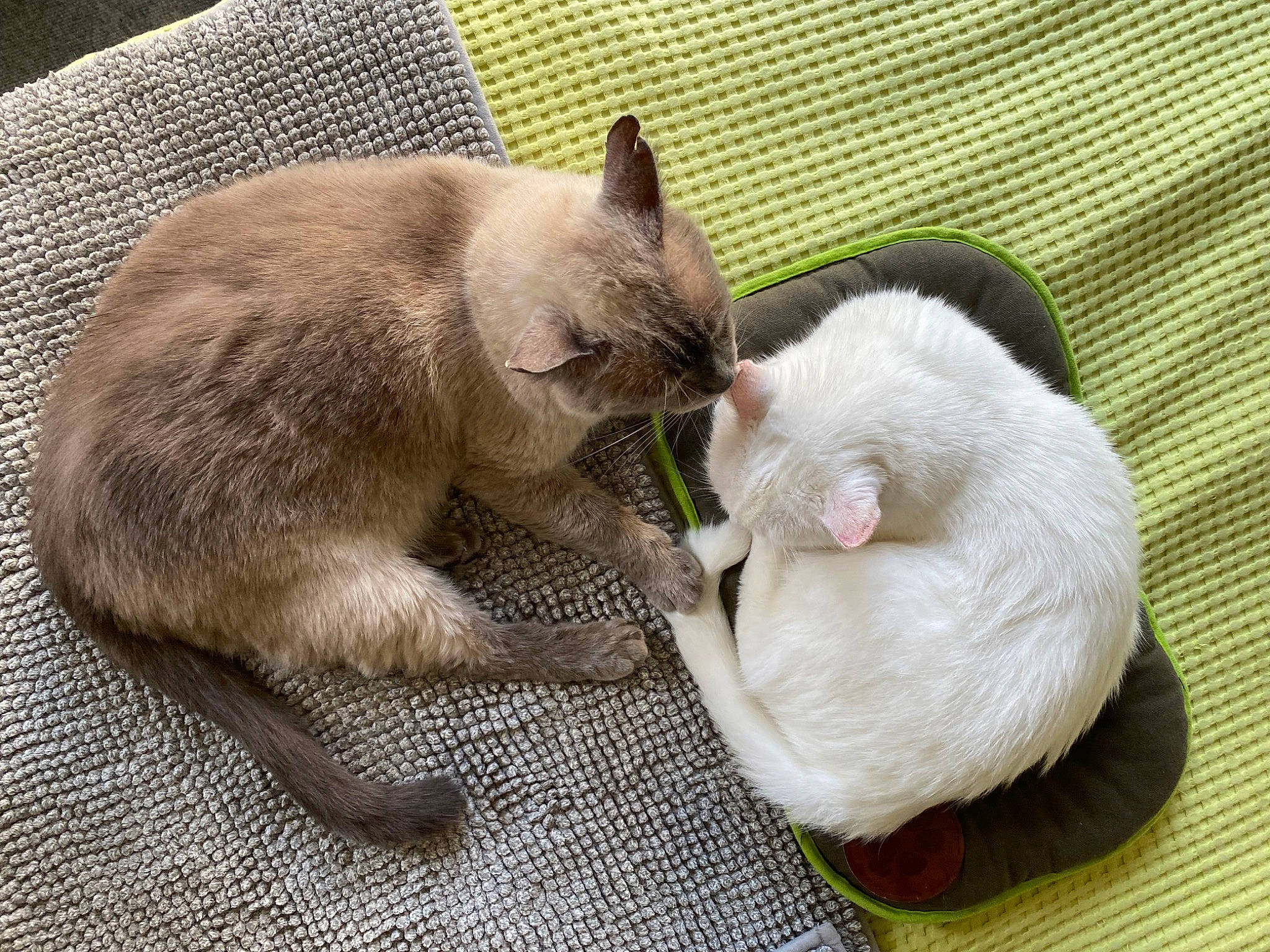 Jooky a rejoint le concours — aidez-le/la à gagner de superbes lots ! balinese, carnivore, cat, cat_supply, claw, collar, comfort, domestic_short_haired_cat, drinking, fawn, felidae, fur, nap, paw, pet_supply, siamese, small_to_medium_sized_cats, tail, thai, whiskers