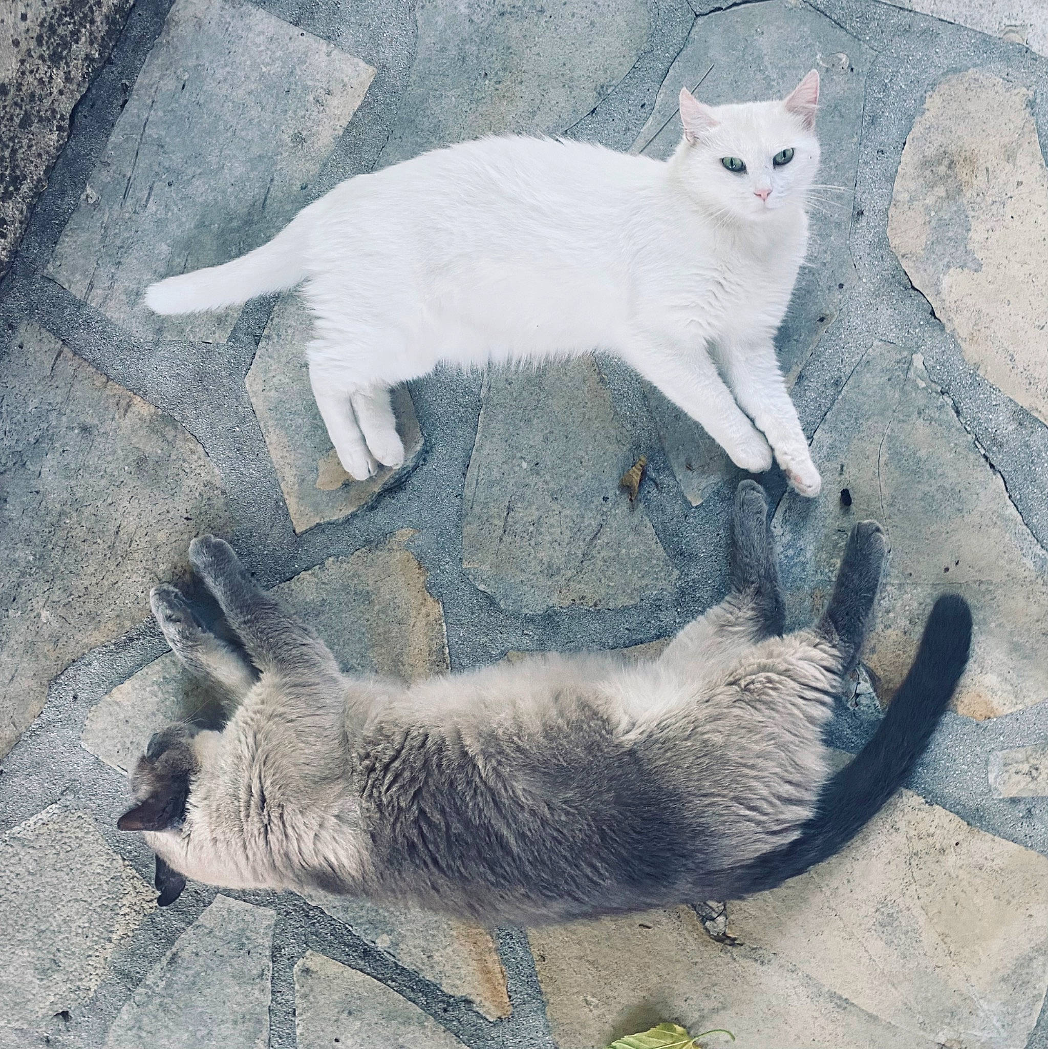 Sylia participe au concours pour gagner de l'argent avec cette photo : carnivore, cat, claw, comfort, domestic_short_haired_cat, felidae, fur, organism, paw, shadow, small_to_medium_sized_cats, snout, tail, terrestrial_animal, whiskers, white