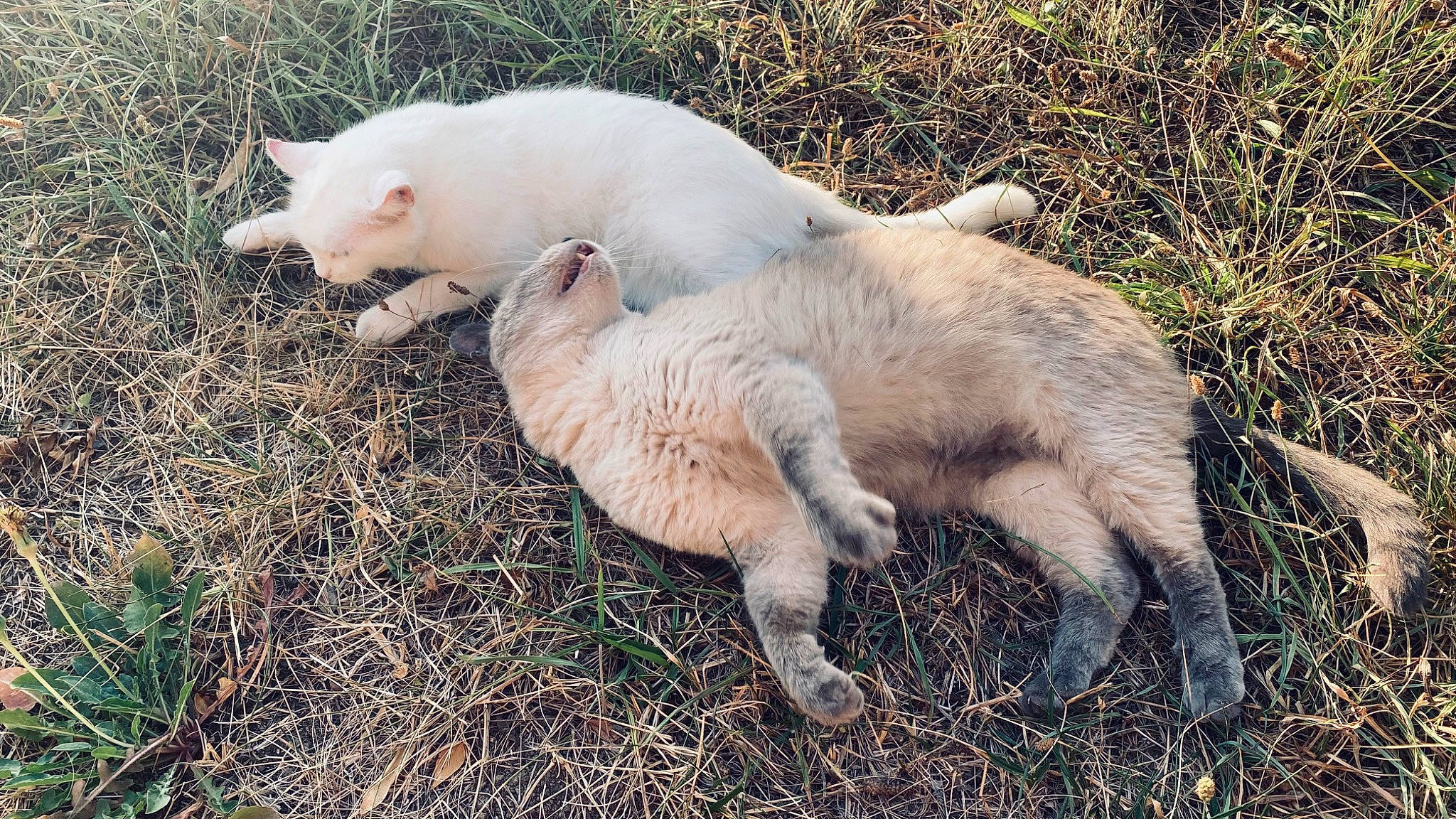 Sylia participe au concours pour gagner de l'argent avec cette photo : canidae, carnivore, cat, dog_breed, fawn, felidae, fur, goats, grass, livestock, pasture, plant, small_to_medium_sized_cats, snout, soil, sporting_group, tail, terrestrial_animal, whiskers, wildlife
