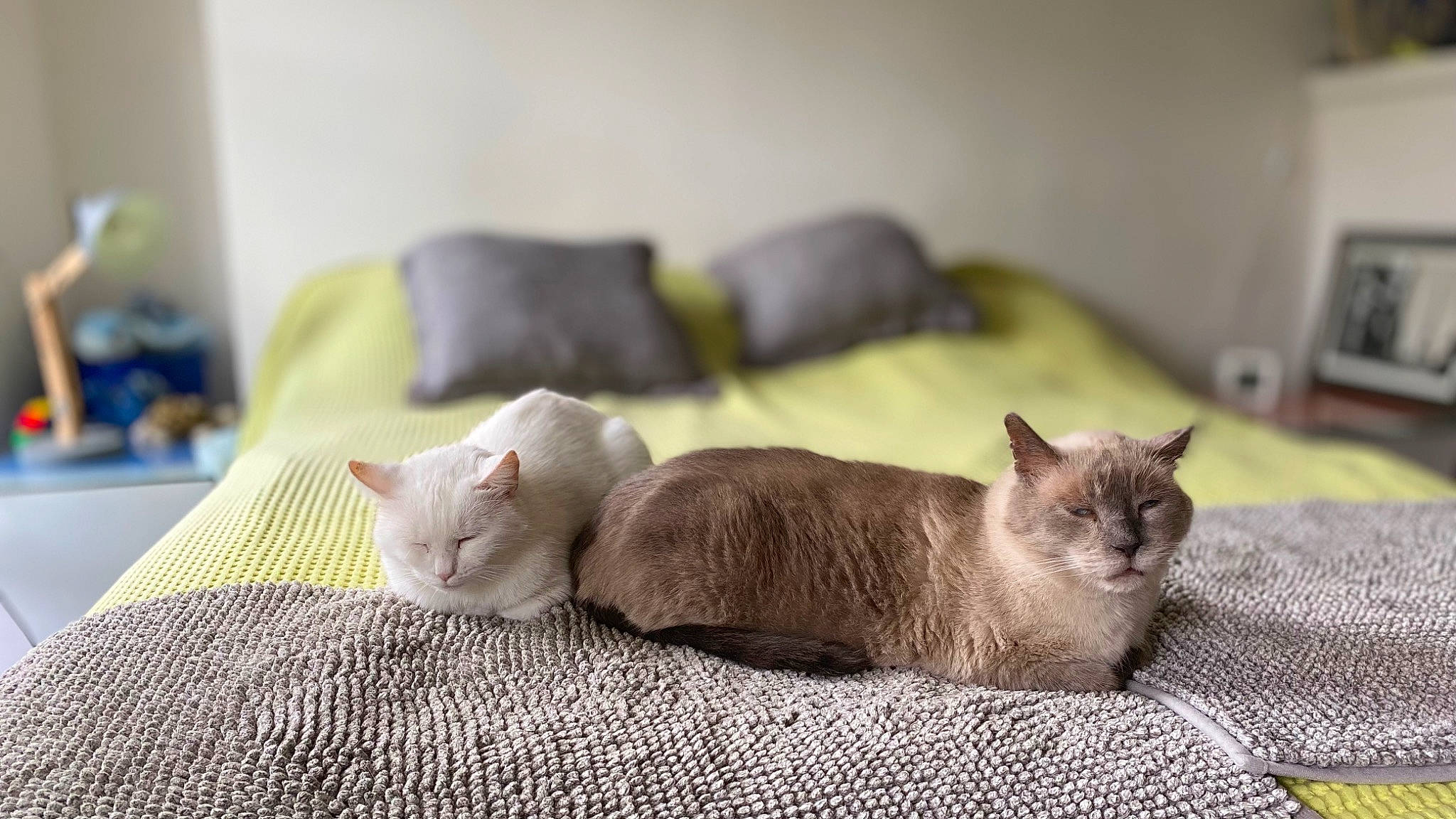 Sylia a rejoint le concours — aidez-le/la à gagner de superbes lots ! carnivore, cat, cat_supply, claw, comfort, domestic_short_haired_cat, fawn, felidae, flooring, fur, grey, hardwood, linens, nap, pet_supply, room, small_to_medium_sized_cats, tail, whiskers, wood