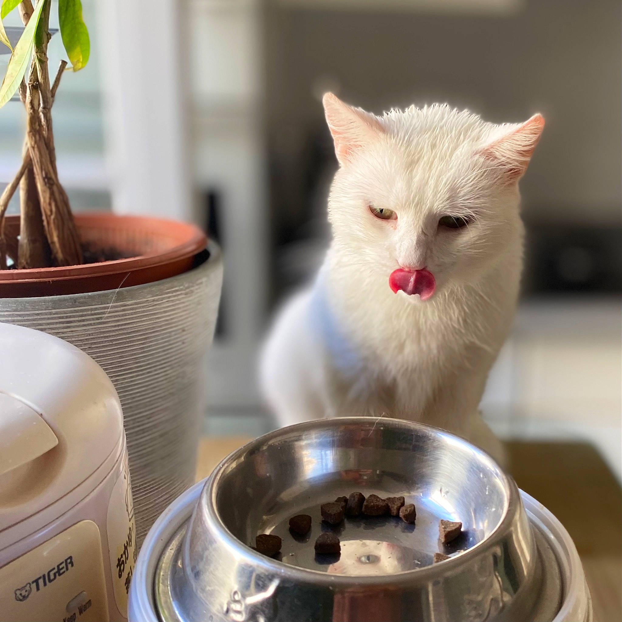 Sylia a rejoint le concours — aidez-le/la à gagner de superbes lots ! carnivore, cat, cat_supply, collar, cup, domestic_short_haired_cat, drinkware, felidae, flowerpot, gas, houseplant, kitchen_appliance, kitchen_utensil, pet_supply, plant, porcelain, serveware, small_to_medium_sized_cats, vehicle_registration_plate, whiskers