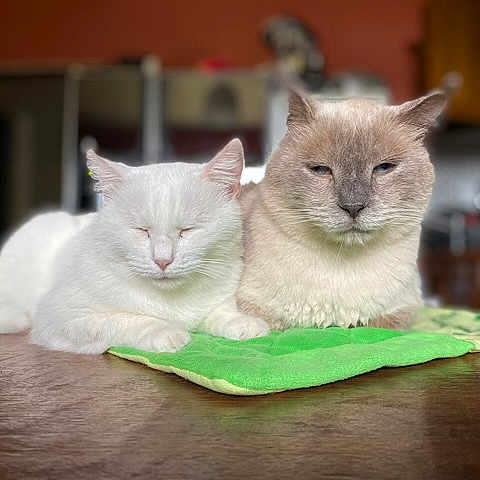 Sylia Et Jooky