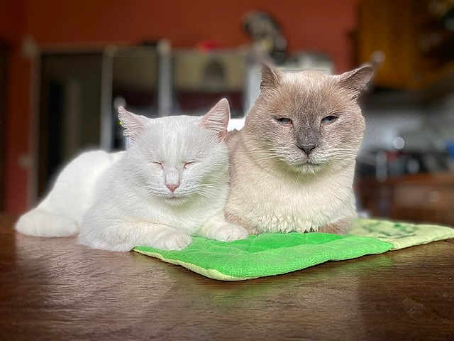 Sylia Et Jooky