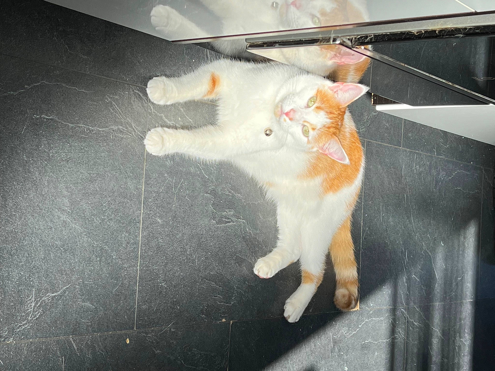 Tigger is registered to the contest to win money with this photo: asphalt, carnivore, cat, claw, darkness, domestic_short_haired_cat, fawn, felidae, flooring, fur, metal, paw, road_surface, shadow, small_to_medium_sized_cats, tail, tints_and_shades, whiskers, windshield, wood