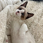 Boe joined the competition — help win amazing prizes! animal, blue_eyes, cat, close_up, comfort, cozy, cute, domestic_cat, fluffy, fur_pattern, indoor, knitted_throw, lying_down, pet, relaxed, shaggy_blanket, sleepy, soft_texture, whiskers, white_fur