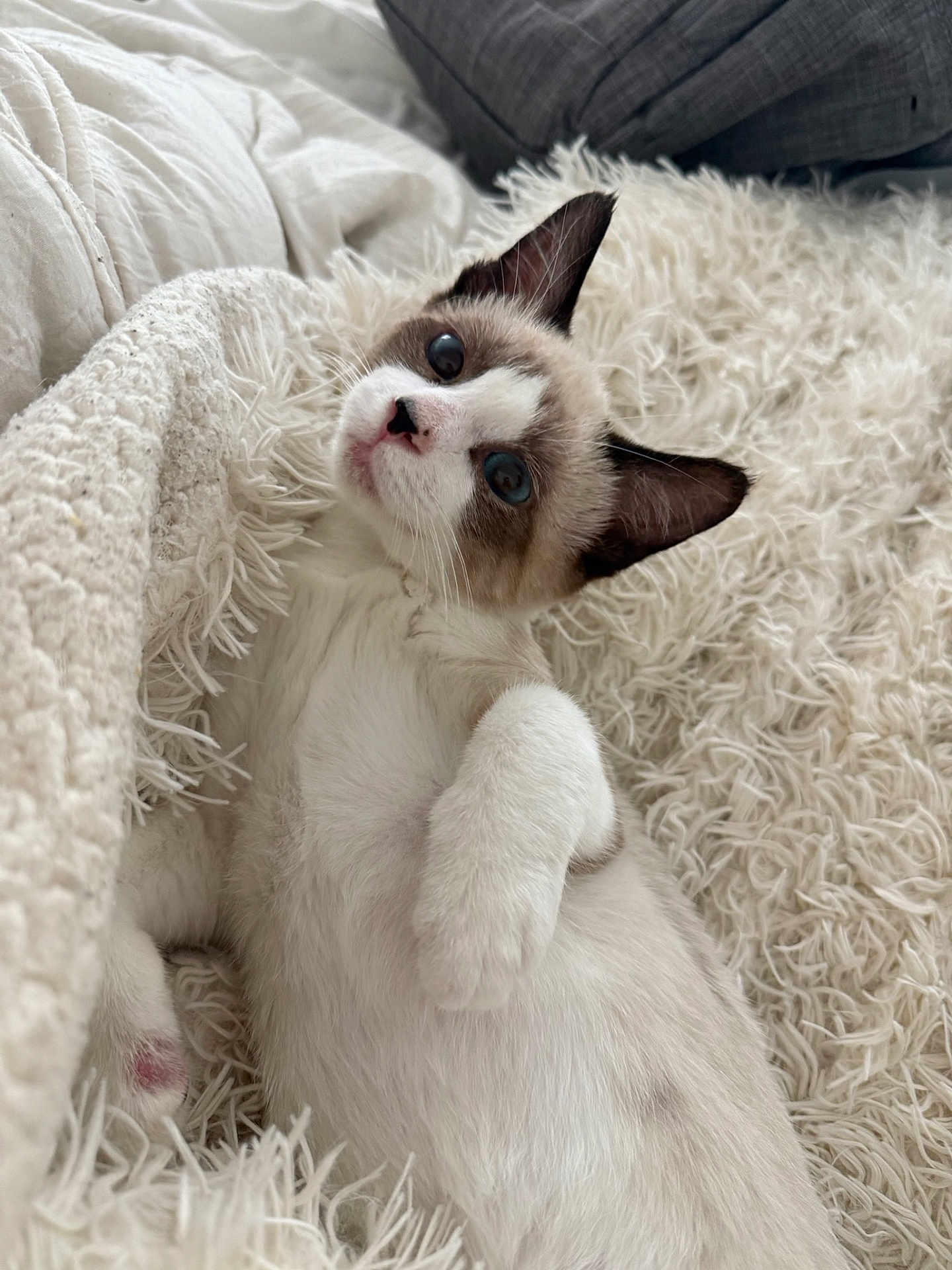 Boe