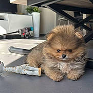 Junior participe au concours pour gagner de l'argent avec cette photo : puppy, dog, pomeranian, toy, giraffe, floor, indoor, pet, fur, cute, small, animal, living_room, table, sunlight, cozy, home, adorable, companion, resting