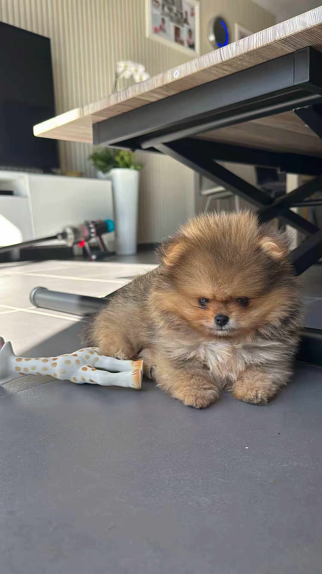 Junior participe au concours pour gagner de l'argent avec cette photo : puppy, dog, pomeranian, toy, giraffe, floor, indoor, pet, fur, cute, small, animal, living_room, table, sunlight, cozy, home, adorable, companion, resting