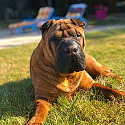 Lola a rejoint le concours — aidez-le/la à gagner de superbes lots ! ancient_dog_breeds, bullmastiff, canidae, carnivore, companion_dog, dog, dog_breed, fawn, korean_mastiff, mammal, molosser, non_sporting_group, old_english_bulldog, ori_pei, rare_breed_dog, shar_pei, skin, snout, vertebrate, wrinkle