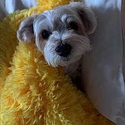 Thor joined the competition — help win amazing prizes! dog, white_dog, blanket, yellow_blanket, fluffy, pet, cozy, indoor, cute, fur, animal, resting, portrait, closeup, small_dog, curious, soft_texture, lying_down, domestic_animal, companion