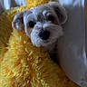 dog, white_dog, blanket, yellow_blanket, fluffy, pet, cozy, indoor, cute, fur, animal, resting, portrait, closeup, small_dog, curious, soft_texture, lying_down, domestic_animal, companion