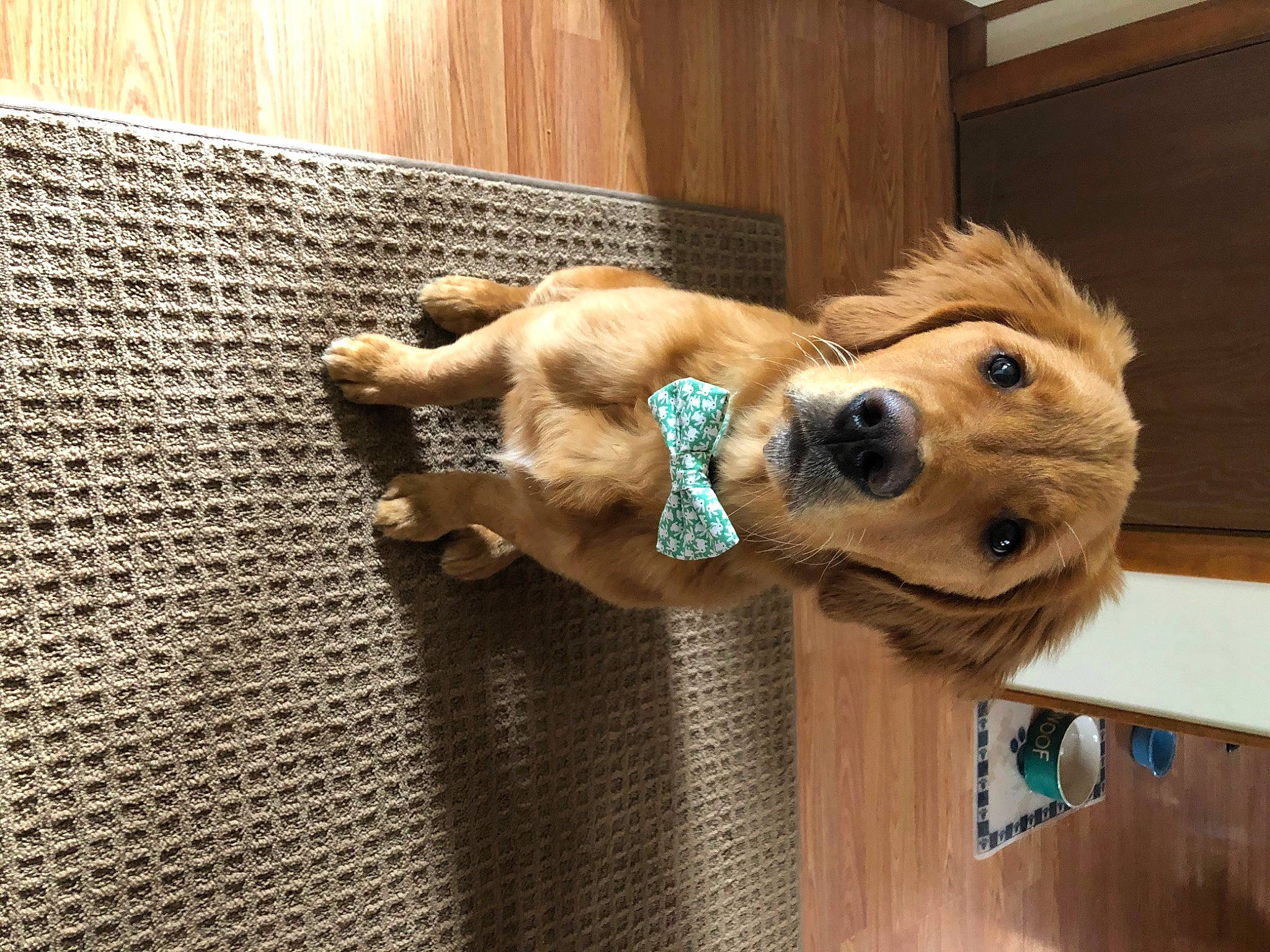 Bentley joined the competition — help win amazing prizes! american_cocker_spaniel, canidae, carnivore, companion_dog, dog, dog_breed, dog_toy, fawn, golden_retriever, mammal, paw, puppy, retriever, snout, sporting_group