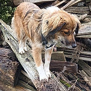 Jade participe au concours pour gagner de l'argent avec cette photo : animal, balance, brown, canine, collar, curious, dog, environment, forest, fur, log, nature, outdoor, pet, rustic, standing, tag, tree, white_paws, wood