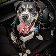 Romeo joined the competition — help win amazing prizes! dog, blue_eyes, tongue_out, sitting, car_interior, jeep, steering_wheel, seat, black_fur, white_fur, harness, happy, pet, vehicle, dashboard, leash, grass_outside, paw, mouth_open, closeup