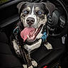 dog, blue_eyes, tongue_out, sitting, car_interior, jeep, steering_wheel, seat, black_fur, white_fur, harness, happy, pet, vehicle, dashboard, leash, grass_outside, paw, mouth_open, closeup