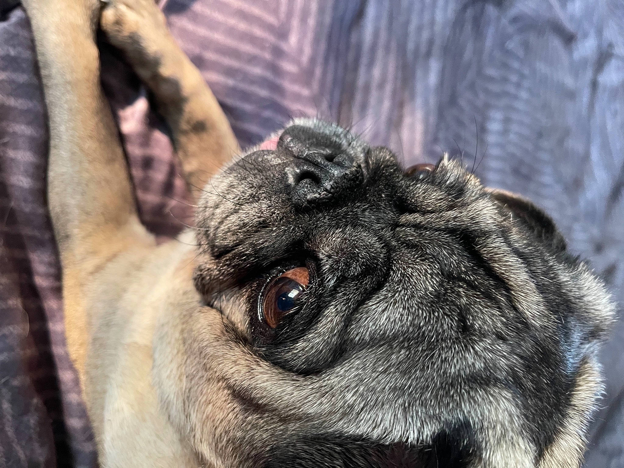 Mandy joined the competition — help win amazing prizes! canidae, close_up, companion_dog, dog, dog_breed, ear, fawn, fur, liver, macro_photography, paw, pug, snout, sporting_group, terrestrial_animal, toy_dog, whiskers, wildlife, working_animal, wrinkle