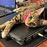 cat, closeup, computer, cord, desk, electronics, feline, home_office, indoor, laptop, pet, photo_frame, pink_collar, rainbow_decoration, relaxed, resting, tabby_cat, technology, wooden_desk, workspace