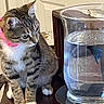Jasper joined the competition — help win amazing prizes! animal, blue_fish, cat, closeup, curious, domestic_animal, feline, fish, glass, glass_container, household, indoor, pet, pink_collar, reflection, small_fish, tabby_cat, table, water, wooden_table