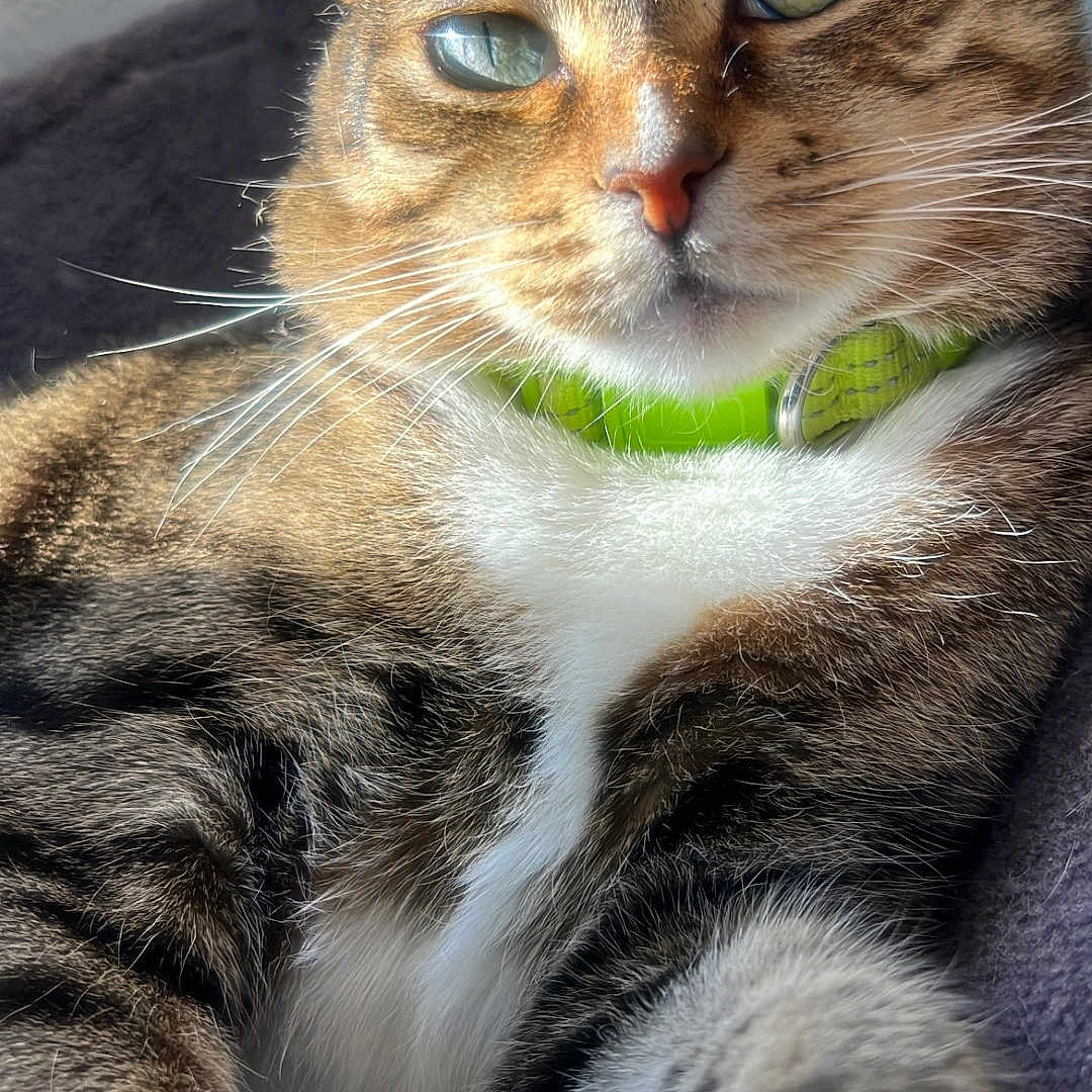 Jasper