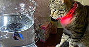 Jasper is registered to the contest to win money with this photo: animal, aquatic, betta_fish, cat, closeup, collar, curious, domestic, feline, fish, glass_container, indoor, pet, red_light, reflection, side_view, tabby_cat, table, water, wooden_surface