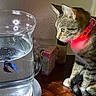 animal, aquatic, betta_fish, cat, closeup, collar, curious, domestic, feline, fish, glass_container, indoor, pet, red_light, reflection, side_view, tabby_cat, table, water, wooden_surface