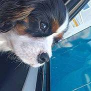 Arroz a rejoint le concours — aidez-le/la à gagner de superbes lots ! dog, tricolor, close_up, side_profile, car_window, reflection, pet, canine, fur, nose, whiskers, outdoor, transportation, animal, looking_out, daylight, window_frame, black_fur, white_fur, brown_fur