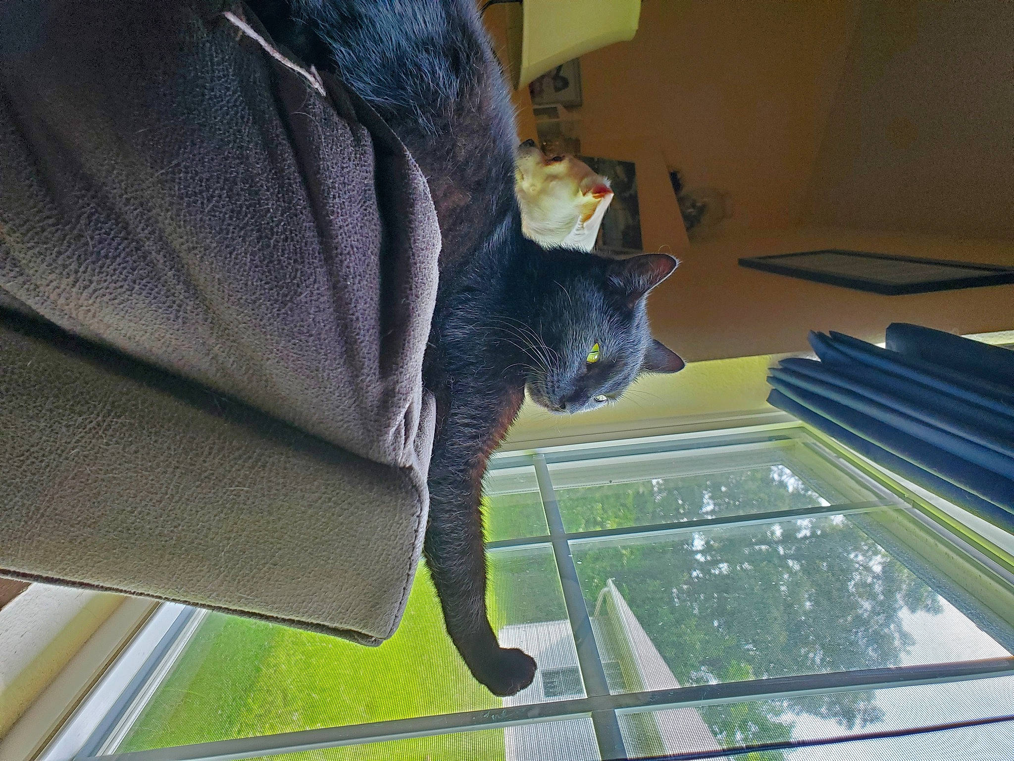 Scooby-doo is registered to the contest to win money with this photo: carnivore, cat, chair, comfort, domestic_short_haired_cat, electric_blue, felidae, flooring, glass, grass, pattern, plant, room, russian_blue, small_to_medium_sized_cats, tail, tints_and_shades, whiskers, window, wood