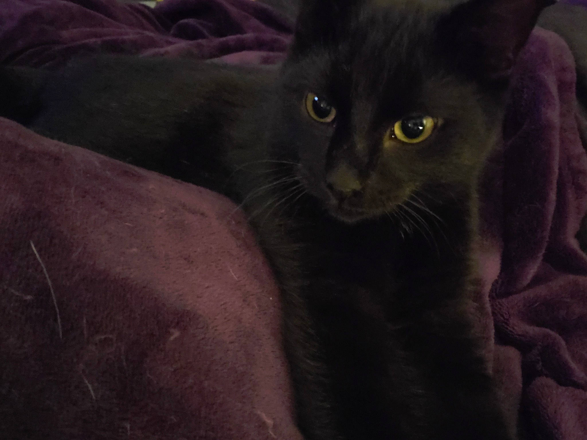 Scooby-doo joined the competition — help win amazing prizes! carnivore, cat, comfort, darkness, domestic_short_haired_cat, felidae, fur, grey, iris, small_to_medium_sized_cats, snout, terrestrial_animal, whiskers, wildlife