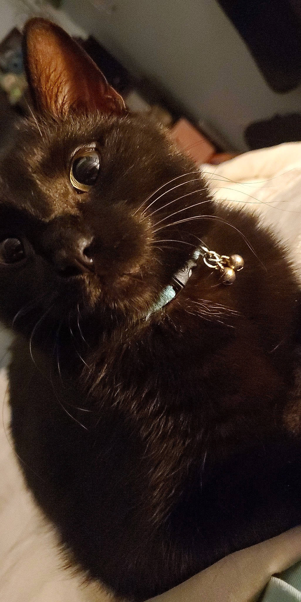 Scooby-doo is registered to the contest to win money with this photo: black_cat, bombay, brown, carnivore, cat, claw, comfort, domestic_short_haired_cat, ear, felidae, fur, gesture, liver, paw, small_to_medium_sized_cats, snout, tail, terrestrial_animal, whiskers