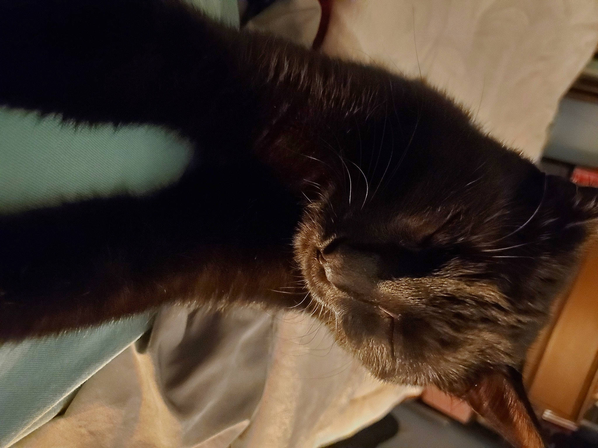 Scooby-doo joined the competition — help win amazing prizes! black_cat, carnivore, cat, claw, cloud, comfort, domestic_short_haired_cat, ear, felidae, fur, gesture, hair, human_leg, nap, paw, small_to_medium_sized_cats, snout, tail, whiskers