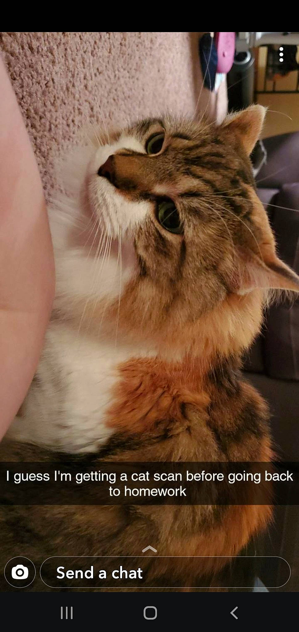 Moon is registered to the contest to win money with this photo: carnivore, cat, claw, domestic_short_haired_cat, fawn, felidae, fur, gesture, maine_coon, paw, photo_caption, photography, plant, small_to_medium_sized_cats, snout, terrestrial_animal, whiskers, window