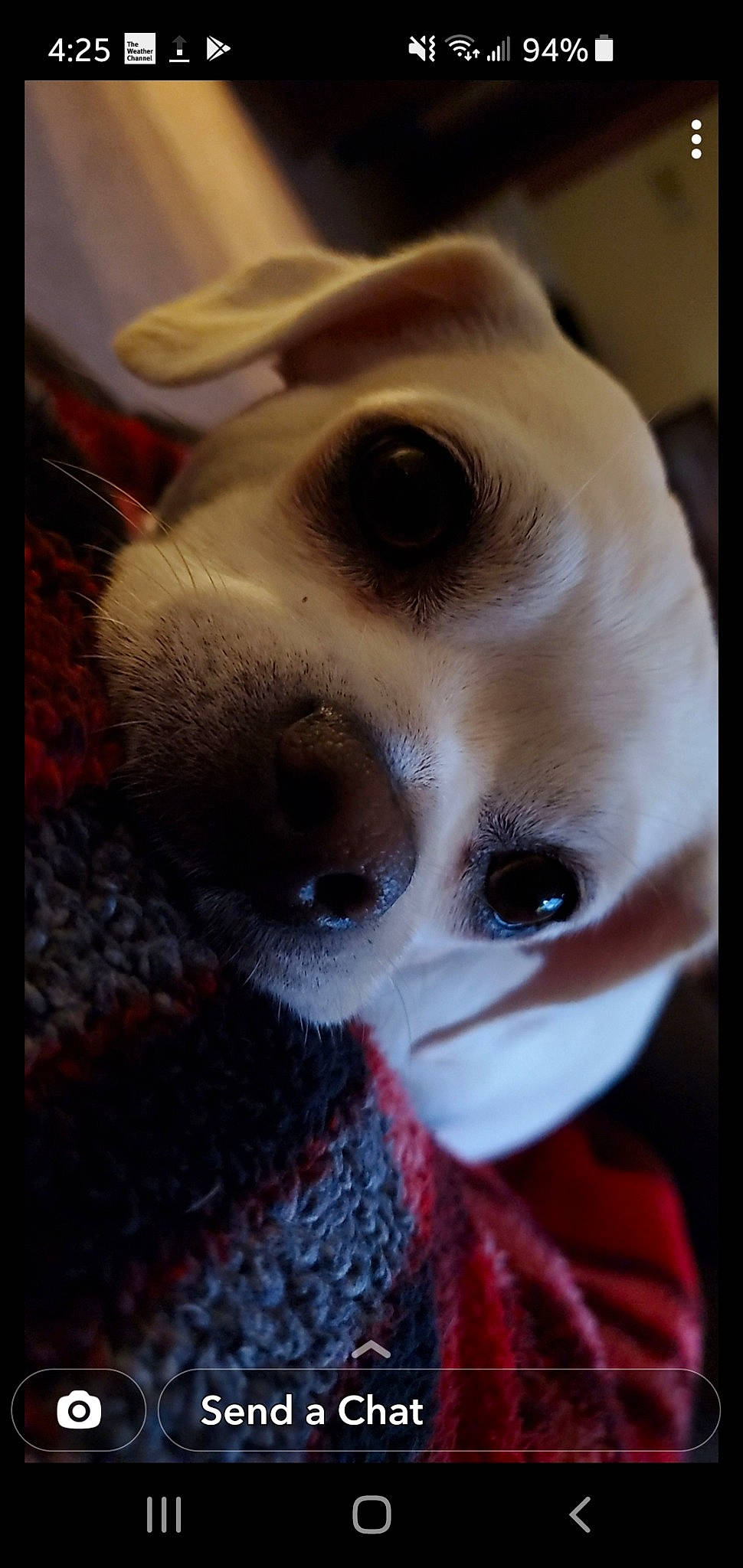 Cash is registered to the contest to win money with this photo: canidae, carnivore, companion_dog, dog, dog_breed, ear, eye, eyelash, fawn, fur, non_sporting_group, nose, smile, snout, sporting_group, whiskers, working_animal