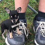 Mister T is registered to the contest to win money with this photo: puppy, dog, shoe, sneaker, grass, person, legs, black_and_tan, small_dog, outdoor, pet, canine, animal, footwear, sock, close_up, nature, young_dog, cute, playful