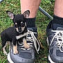 puppy, dog, shoe, sneaker, grass, person, legs, black_and_tan, small_dog, outdoor, pet, canine, animal, footwear, sock, close_up, nature, young_dog, cute, playful