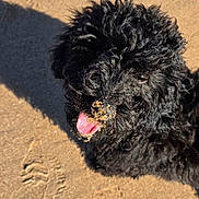 Luna is registered to the contest to win money with this photo: dog, black_dog, curly_fur, sand, beach, sunlight, shadow, tongue_out, happy, pet, animal, outdoor, close_up, snout, texture, playful, cute, summer, daylight, canine