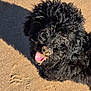 dog, black_dog, curly_fur, sand, beach, sunlight, shadow, tongue_out, happy, pet, animal, outdoor, close_up, snout, texture, playful, cute, summer, daylight, canine