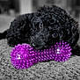 Luna joined the competition — help win amazing prizes! dog, puppy, black_dog, curly_fur, toy, purple_toy, chew_toy, carpet, indoor, pet, animal, cute, lying_down, closeup, playful, young_dog, floor, domestic_animal, mammal, snout