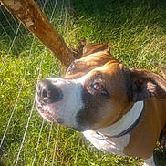Sin joined the competition — help win amazing prizes! dog, brown, white, grass, fence, outdoor, pet, canine, collar, sunlight, nature, animal, mammal, portrait, ears, nose, face, daylight, curious, standing