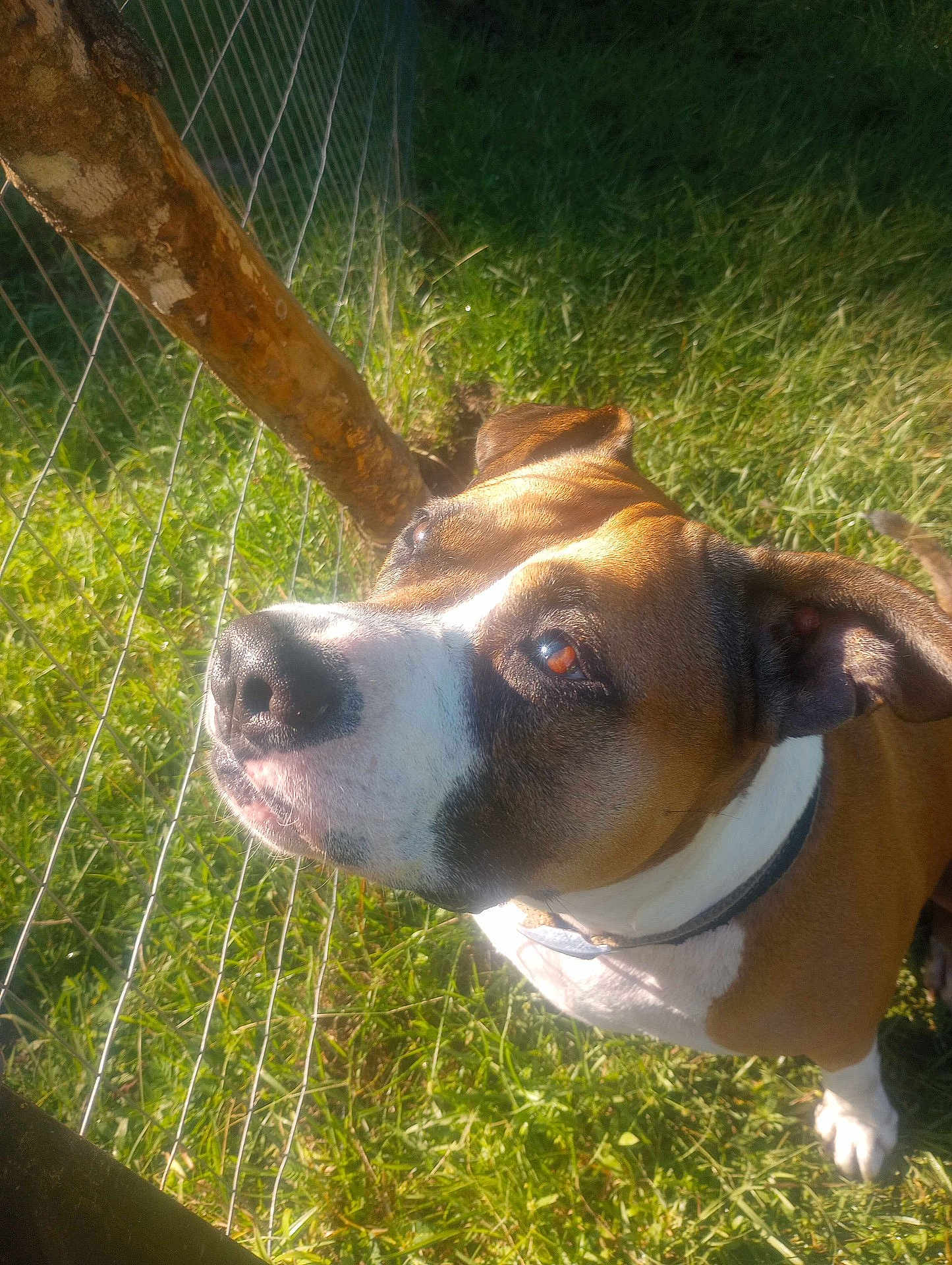 Sin joined the competition — help win amazing prizes! dog, brown, white, grass, fence, outdoor, pet, canine, collar, sunlight, nature, animal, mammal, portrait, ears, nose, face, daylight, curious, standing