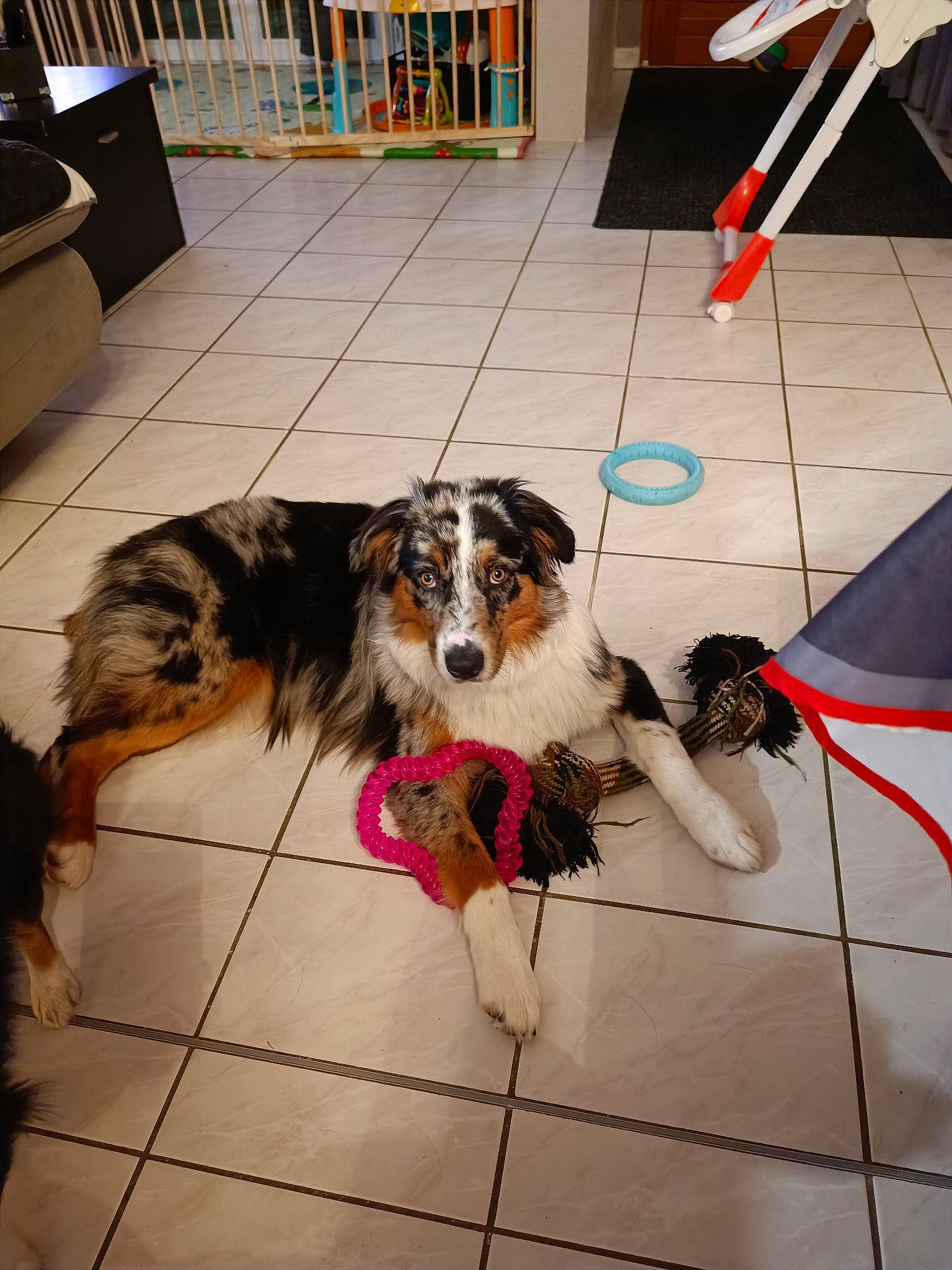 Tao a rejoint le concours — aidez-le/la à gagner de superbes lots ! canidae, carnivore, collar, companion_dog, dog, dog_breed, dog_supply, floor, flooring, fur, hardwood, herding_dog, leash, paw, pet_supply, puppy, tail, toy_dog, working_animal, working_dog