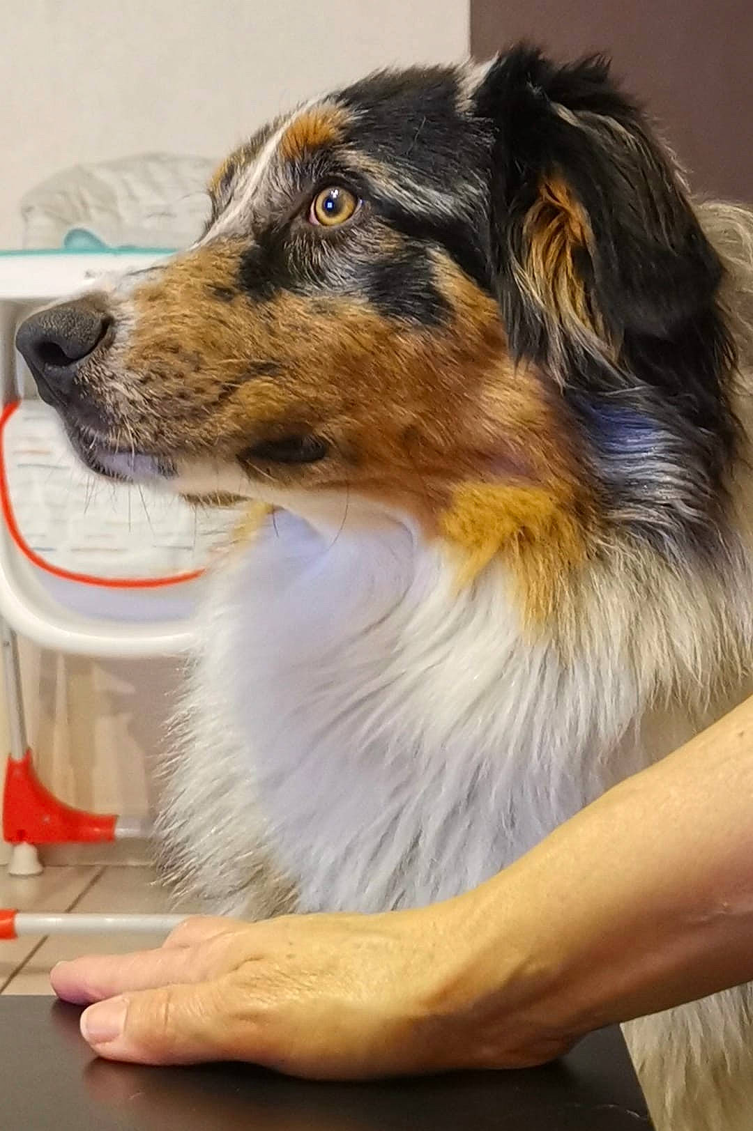 Tao participe au concours pour gagner de l'argent avec cette photo : canidae, carnivore, collie, companion_dog, dog, dog_breed, fur, herding_dog, rough_collie, scotch_collie, snout, sporting_group, terrestrial_animal, whiskers, working_animal, working_dog